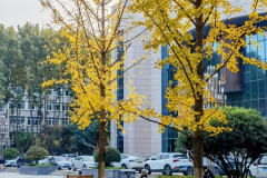 西北工业大学  刘先生作品